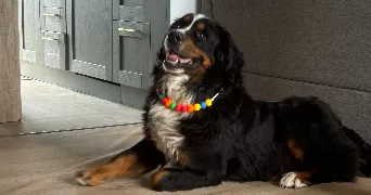 angelique pet sitter à VILLEFARGEAU 89240