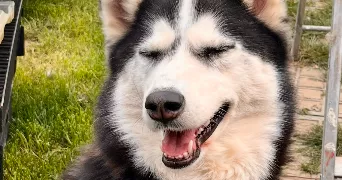 angelique pet sitter à VILLEFRANCHE DE CONFLENT 66500