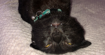cécilia pet sitter à RUEIL MALMAISON 92500_1