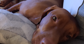 bertrand dog sitter à Achenheim 67204_7