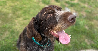 yvon dog sitter à RENNES 35000_2