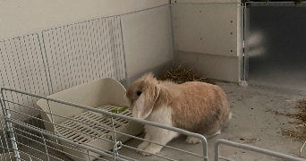 louvine pet sitter à NICE 06000_2