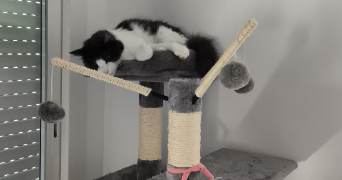 deborah pet sitter à BEAUVOISIN 30640_7