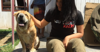 miura pet sitter à ST JACQUES DE LA LANDE 35136_1