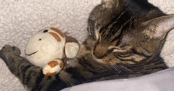 chabnam pet sitter à DIJON 21000_9