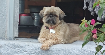 veronique pet sitter à ST LEONARD DE NOBLAT 87400_4