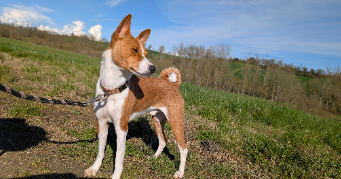 madison pet sitter à NOMDIEU 47600_1