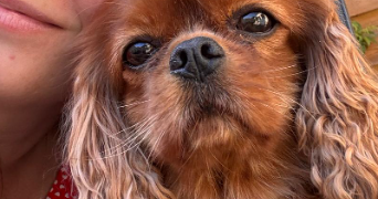 pauline pet sitter à CHELLES 77500_1