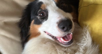 daniele pet sitter à HESDIN 62140_3