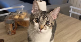 ylona pet sitter à MESSEME 86200_8