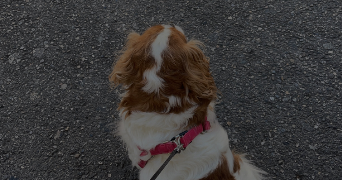 stella pet sitter à DAMPMART 77400_1