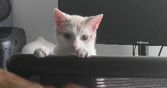marion pet sitter à BORDEAUX 33200_2