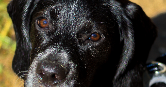 matteo pet sitter à ST ANDRE DE LA ROCHE 06730_4