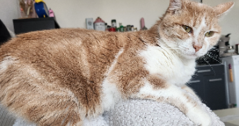 faustine pet sitter à REZE 44400_4