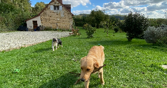 patricia pet sitter à TOUROUVRE AU PERCHE 61190_9