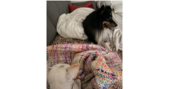 béthanie pet sitter à RUEIL MALMAISON 92500_7