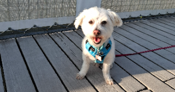clothilde pet sitter à WORMHOUT 59470_1