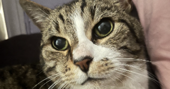 camille pet sitter à PARIS 12 75012_1