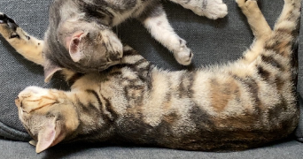 lauryne pet sitter à BEAUPREAU EN MAUGES 49600_1