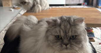 nina pet sitter à CHENNEVIERES SUR MARNE 94430_3