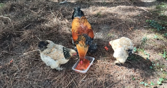 sabine pet sitter à LABENNE 40530_7