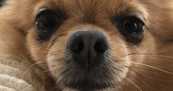 lea pet sitter à Montlouis sur Loire 37270_4