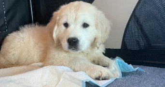 hugo pet sitter à ROUBAIX 59100_3