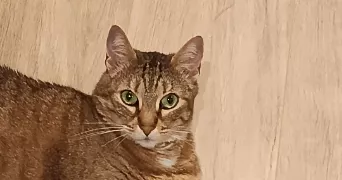 morgane pet sitter à BEAUJEU 69430