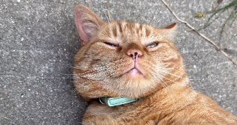 julia pet sitter à ABLON SUR SEINE 94480_2