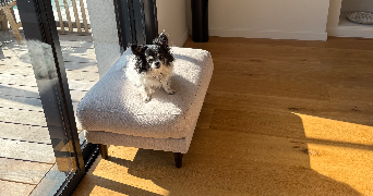 morgane pet sitter à BRUGES 33520_2