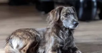 sandrine pet sitter à LUSIGNY SUR BARSE 10270