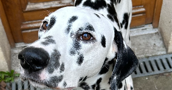 Melanie pet sitter à MERY SUR OISE 95540_2