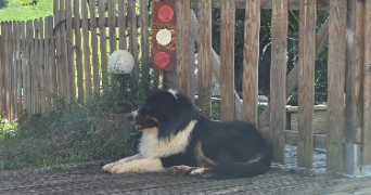 stephanie dog sitter à GRAND COMBE CHATELEU 25570_3