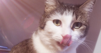 candy pet sitter à CHAMPIGNY 89340_1