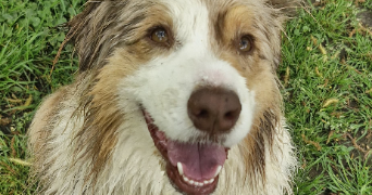 apolline pet sitter à VERSAILLES 78000_8
