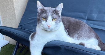 matteo pet sitter à ST ANDRE DE LA ROCHE 06730_2
