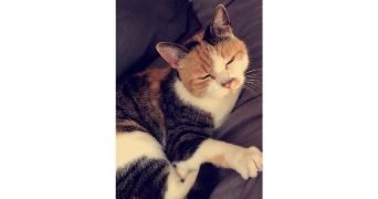 marie pet sitter à PONTAULT COMBAULT 77340_16