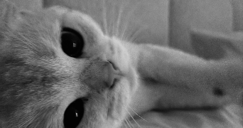 kenza pet sitter à ROSNY SOUS BOIS 93110_5