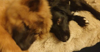 karine pet sitter à APT 84400_7