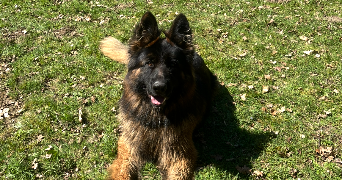 elea pet sitter à FLAVIGNAC 87230_4