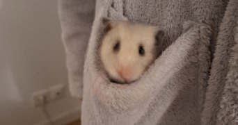 jeanne pet sitter à MONTIVILLIERS 76290_0