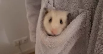 jeanne pet sitter à MONTIVILLIERS 76290