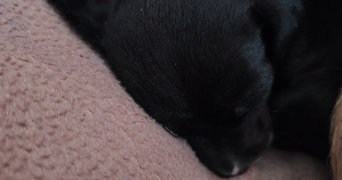 ophélie pet sitter à PONTCHARRA 38530_6