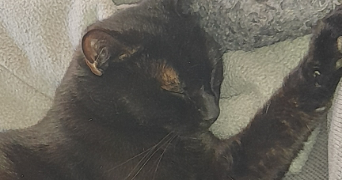 philémon pet sitter à PLUZUNET 22140_2