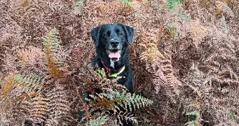 alizée  pet sitter à Dompierre-sur-Yon 85170