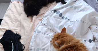 inès pet sitter à GUER 56380_3