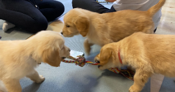 romane pet sitter à MONTPELLIER 34000_4