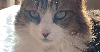 laeticia pet sitter à MOIRANS 38430