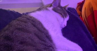 nouria pet sitter à TOULOUSE 31100_1