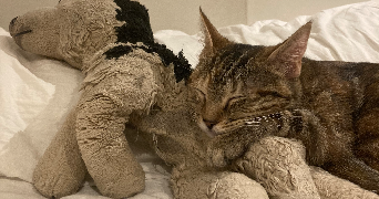 julia pet sitter à VOIRON 38500_2